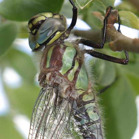 J18_0224 Brachytron pratense thorax.JPG